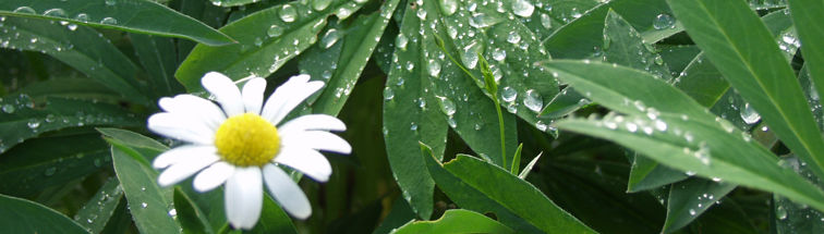Blume mit Wassertropfen