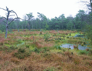 Hochmoor Zinnwald-Georgenfeld