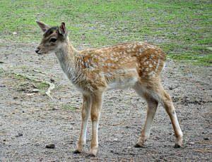 Wildpark Osterzgebirge